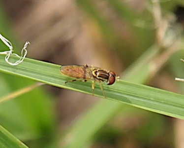 [The fly is perched facing to the right on a blade of grass. It has two large brown eyes. The middle segment of its body is dark brown with thin rim of light yellow around it. The back end of the body is covered by the clear wings and is slightly visible through the doubled wing. The wings are atop each other appearing as one wing.]